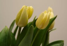 Opava má velikonoční náladu