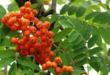 Džem z jeřabin (12)