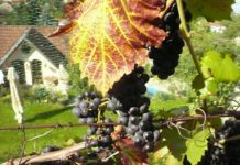 Čtení na neděli: Nepamatujete? Pamatuju si za vás