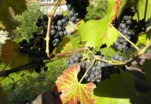 Čtení na neděli: Poslední zprávy