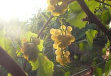 Čtení na neděli: Moje cesta na Moravu