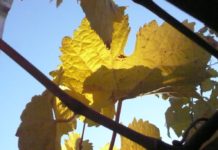 Čtení na neděli: Proč vinaři milují babí léto?