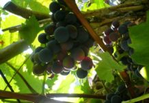 Čtení na neděli: Vinařův raný podzim