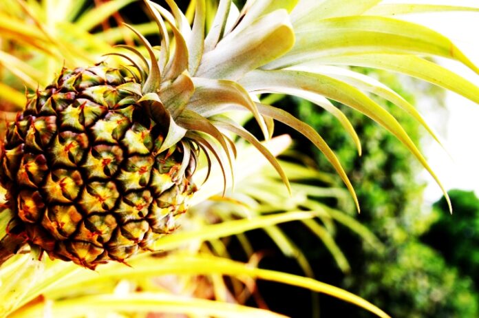 ananas