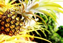 Piňa colada – sladký ananas zasnoubený s lehkostí kokosů