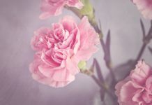 Mezinárodní den žen slaví téměř polovina Čechů