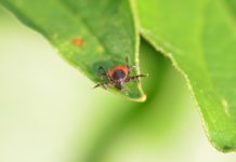 Klíšťovou encefalitidu nelze léčit antibiotiky. Co dalšího byste měli vědět o klíšťatech?