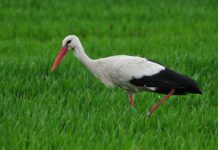 Čáp bílý: Co možná nevíte o jejich životě